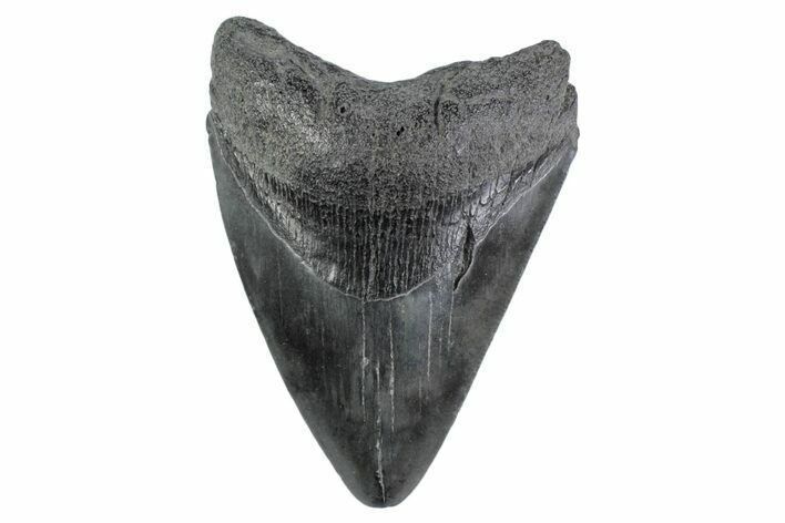 Serrated, Fossil Megalodon Tooth - South Carolina #362184